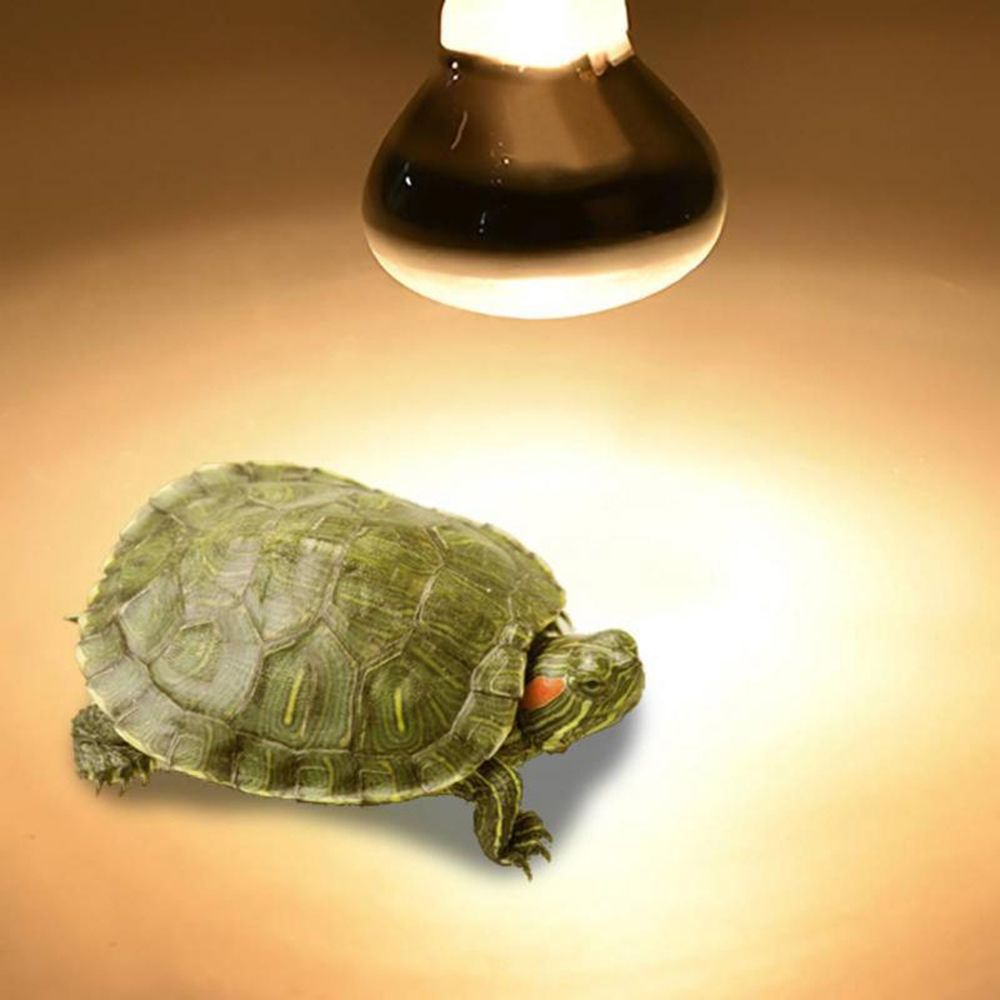 Lizard Heater Heat Lamp UVA Li - đánh giá và giá Basking Bulb Halogen