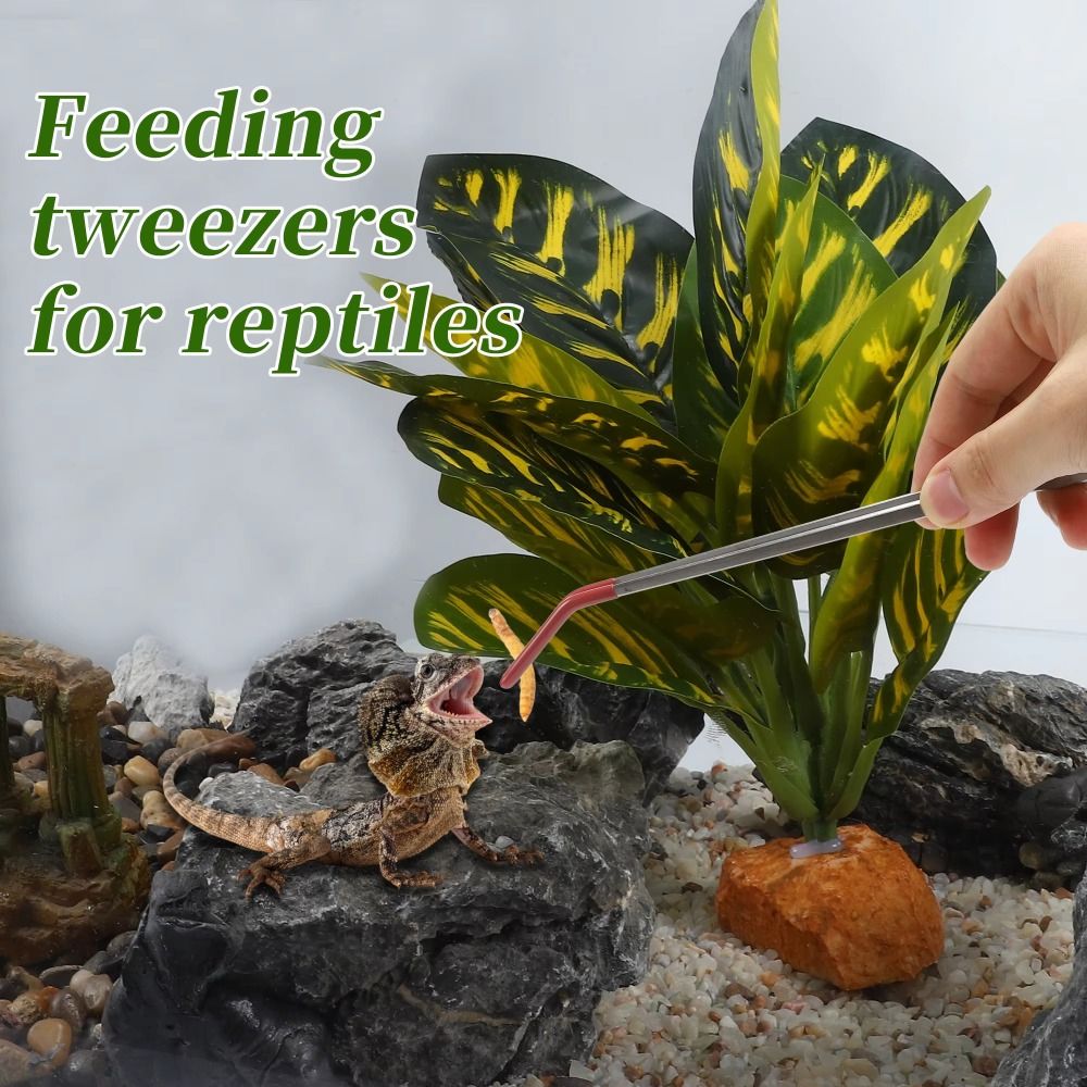 Stainless Steel Aquarium Feedi - đánh giá và giá Feeding Tong Stainless