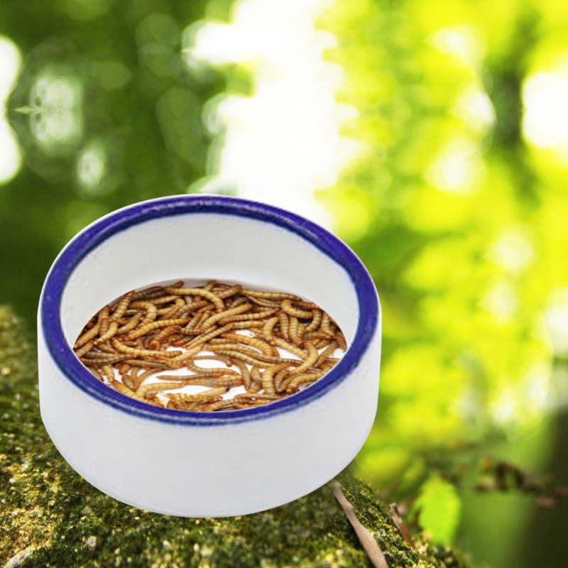 Bò Sát Bát Thức Ăn Giun Món Ăn - đánh giá và giá Water Dish Reptile